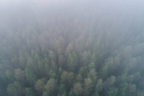 Floresta Abeto Boreal Enevoada Uma Manhã Outono Estônia Norte Europa — Fotografia de Stock