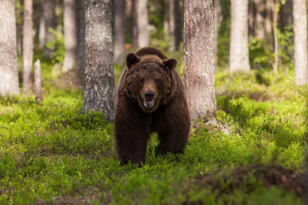 Ours Brun Dangereux Ursus Arctos Approche Tourné Dans Forêt Taïga — Photo