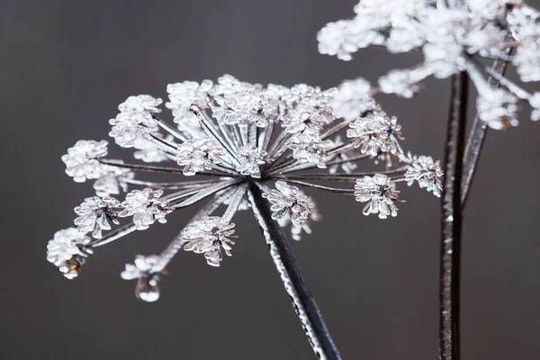 Een Plant Bedekt Met Dik Ijs Ijzel Regen Estland — Stockfoto