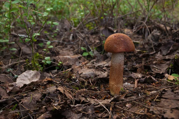 Wild Boletus Mushroom Growing Estonian Boreal Forest Autumn Season Northern — Stock Photo, Image