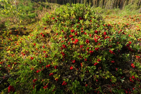 Lingonberries Maduros Vaccinium Vitis Idaea Como Manjar Del Norte Antiguo — Foto de Stock