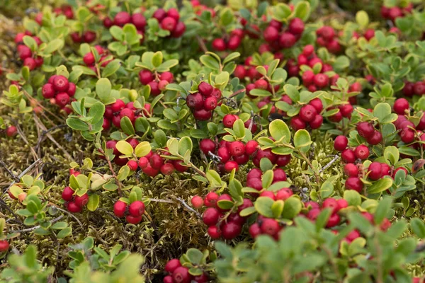 Ripe Lingonberries Vaccinium Vitis Idaea Northern Delicacy Old Pine Forest — Stock Photo, Image