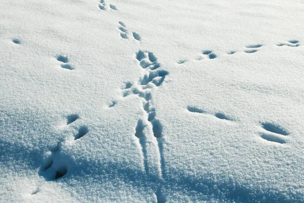 Hare tracks come together on snow. — Stock Image Hare Tracks Come Together Snow Royalty Free Stock Images