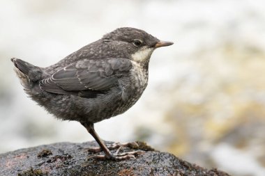 Fin nehri kıyısındaki bir kayanın üzerinde duran beyaz boğazlı bebek.