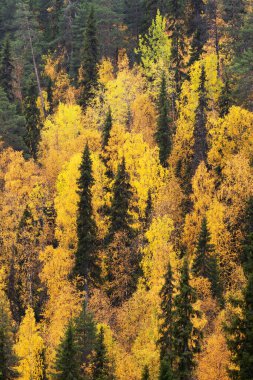 Fince Laponya, Kuzey Avrupa 'da sonbahar yaprakları