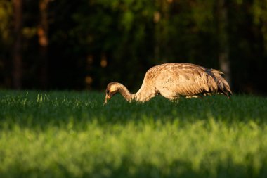 Finlandiya 'da gündoğumunda yaz mevsiminde yiyecek arayan sıradan bir turna.