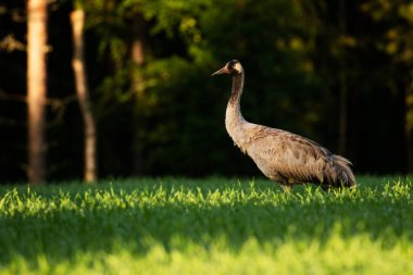Finlandiya 'da gündoğumunda yaz mevsiminde yiyecek arayan sıradan bir turna.