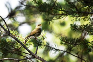 European songbird Arctic warbler, Phylloscopus borealis singing on a summer day in coniferous taiga forest near Kuusamo, Northern Finland. clipart
