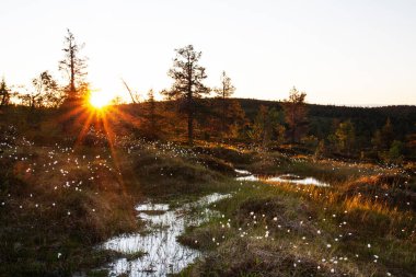 Riisitunturi Ulusal Parkı 'nda, Laponya' da güzel bir yaz günbatımında, Kuzey Finlandiya 'da güzel ve Avrupalı bataklıklar.
