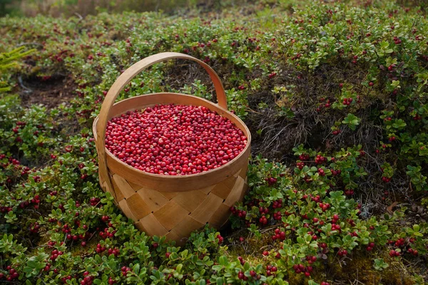 Freshly Picked Lingonberries Vaccinium Vitis Idaea Northern Delicacy Boreal Forest — Stock Photo, Image