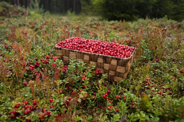 Freshly Picked Lingonberries Vaccinium Vitis Idaea Northern Delicacy Boreal Forest — Stock Photo, Image