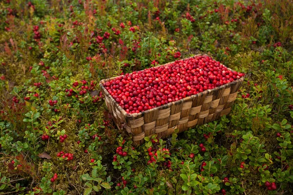Freshly Picked Lingonberries Vaccinium Vitis Idaea Northern Delicacy Boreal Forest — Stock Photo, Image