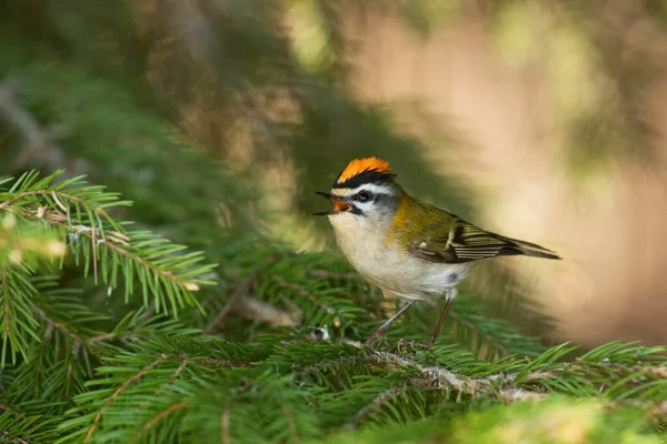Small Colorful Common Firecrest Regulus Ignicapilla Singing Boreal Forest Europe — Stockfoto