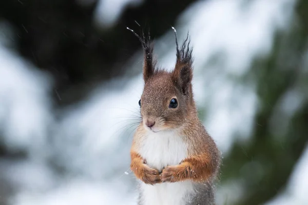 Pequeña Linda Ardilla Roja Eurasiática Sciurus Vulgaris Sostiene Las Patas — Foto de Stock