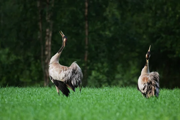 Zwei Kraniche Grus Grus Singend Auf Einem Sommerlichen Feld Nordfinnland — Stockfoto