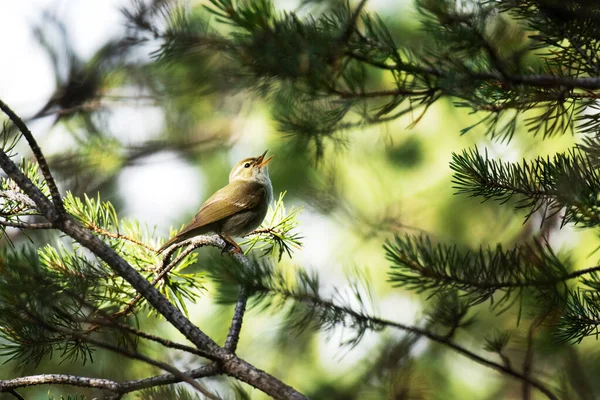 Avrupa bülbülü Arktik bülbülü Phylloscopus borealis, Kuzey Finlandiya, Kuusamo yakınlarındaki kozalaklı Tayga ormanlarında bir yaz günü şarkı söyler..