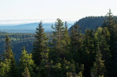 Kuusamo, Finlandiya doğası ve Kuzey Avrupa yakınlarındaki Valtavaara tepesinden çekilen tepeli ve dağlı yaz taiga ormanlarının manzarası.