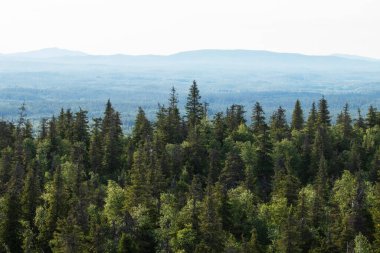 Kuusamo, Finlandiya doğası ve Kuzey Avrupa yakınlarındaki Valtavaara tepesinden çekilen tepeli ve dağlı yaz taiga ormanlarının manzarası.