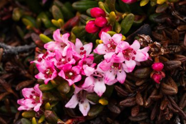Çiçekli Alp Azalea, Kuzey Finlandiya, Kuusamo 'da bahar boyunca pembe çiçekli Kalmia procumbens.