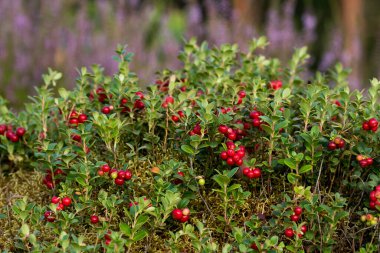 Lingonberries, Vaccinium vitis-idaea, eski Boreal ormanlarında yenilebilir doğa meyveleri olarak, Estonya doğasında, Kuzey Avrupa.