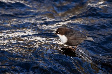 Kuzey Finlandiya, Kuusamo yakınlarındaki soğuk bir kış günü, hızlı bir nehirde kayanın üzerinde duran beyaz boğazlı dipper Cinclus cinclus.