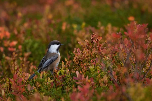 Petit Mésange Sibérienne Poecile Cinctus Milieu Arbustes Colorés Pendant Feuillage — Photo