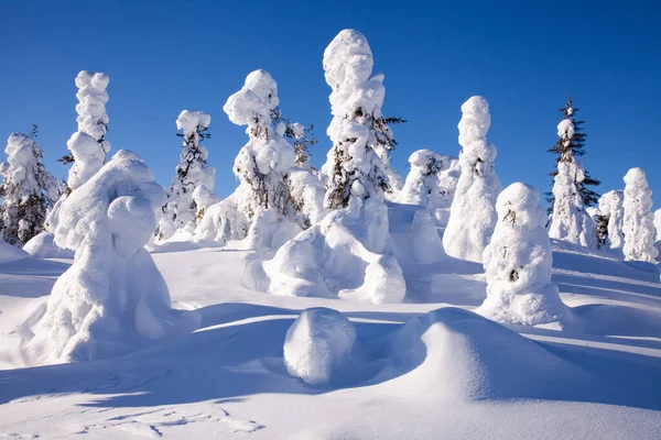 Neve Coberto Árvores Uma Colina Iivaara Perto Kuusamo Belo Dia — Fotografia de Stock