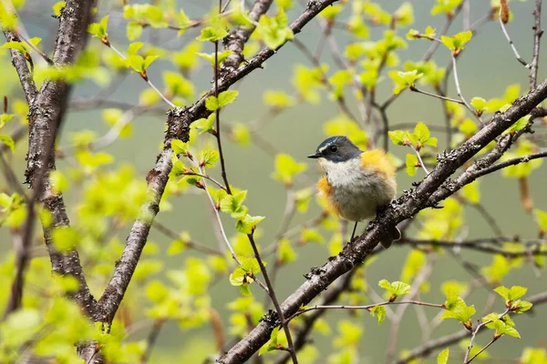 Красивый Красочный Краснобокий Голубой Хвост Tarsiger Cyanurus Посреди Свежего Пышного — стоковое фото