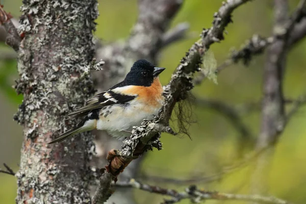 欧洲鸣鸟Brambling Fringilla Montifringilla 在芬兰自然库沙莫附近Valtavaara山上的北部针叶林的一个桦枝上 — 图库照片