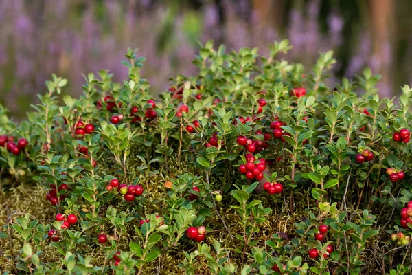 Lingonberries Vaccinium Vitis Idaea Old Boreal Forest Edible Nature Berries — Foto de Stock