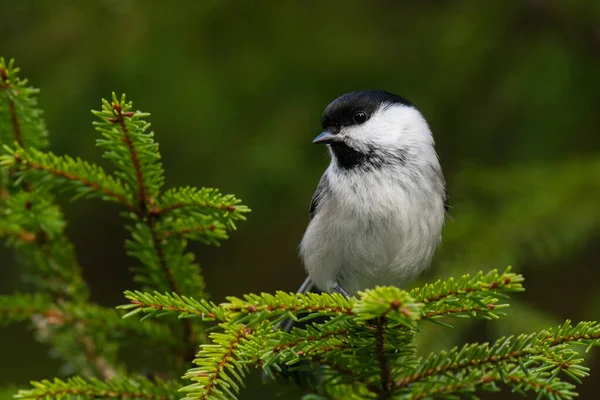 Small Curious European Songbird Willow Tit Poecile Montanus Perching Spruce — Stockfoto