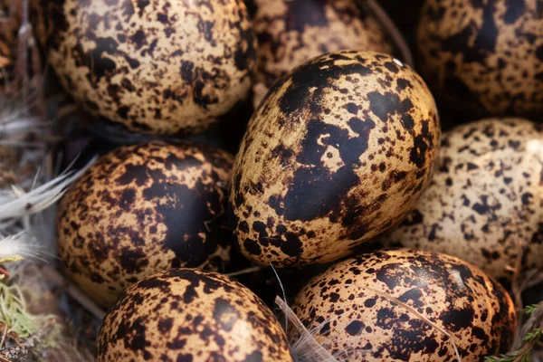 Willow Grouse Lagopus Lagopus Eggs Dark Pattern Nest Breeding Season — Stock Photo, Image
