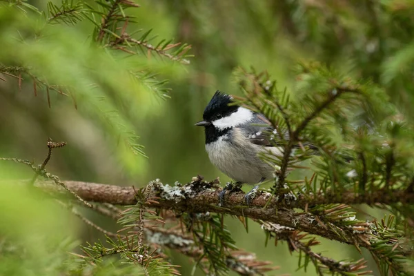 European Small Songbird Coal Tit Periparus Ater Perched Spruce Branch — Stockfoto