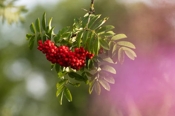 Deliciosas Bayas Rowan Maduras Sorbus Aucuparia Otoño Norte Europa — Foto de Stock