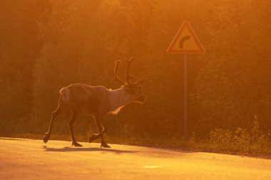 Laponya, Kuzey Finlandiya 'da yaz ortası altın ışıklarıyla yol geçen yerli ren geyiği.