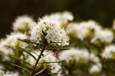 Bataklık labrador çayı, Rhododendron tomentosum, Kuzey Avrupa 'daki Estonya bataklıklarında günbatımında açan doğal biberiye olarak da bilinir.