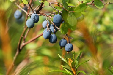 Olgun mavi Bog bilberry, Aşı Uliginosum, Estonya doğasında, Kuzey Avrupa 'da bir boreal ormanda kuzey lezzeti olarak.
