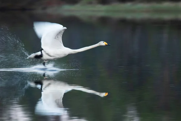 在芬兰北部库沙莫附近的一个针叶林湖上 一只白色的欧洲大型水鸟 长着长长的暴露翅膀和模糊的翅膀起飞了 — 图库照片