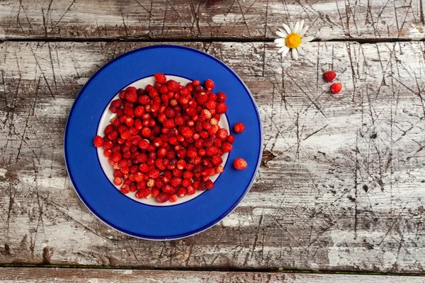 Fresly Picked Edible Sweet Wild Strawberries Fragaria Vesca Northern Delicacy — Stock Photo, Image