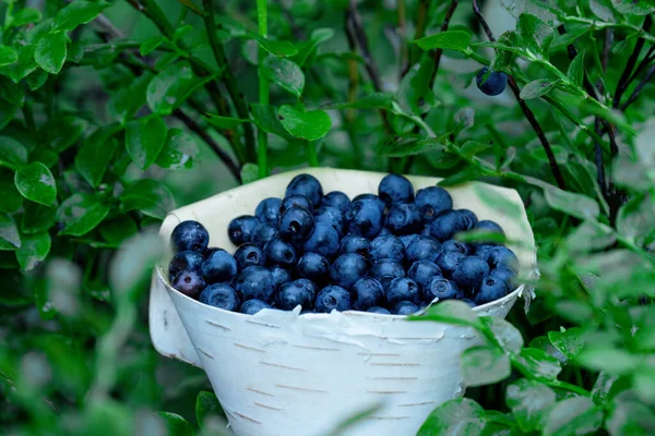 Natural Edible Delicious Wild Blueberries Vaccinium Myrtillus Superfood Northern Forests — Stock Photo, Image