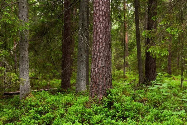 Πλούσιο Και Πράσινο Καλοκαιρινό Βαλτικό Αρκτικό Κωνοφόρο Δάσος Στην Εσθονική — Φωτογραφία Αρχείου