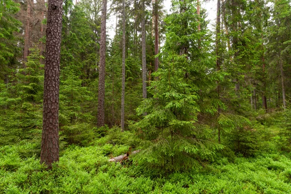 Foresta Conifere Boreali Baltiche Estive Lussureggianti Verdi Nella Natura Estone — Foto Stock