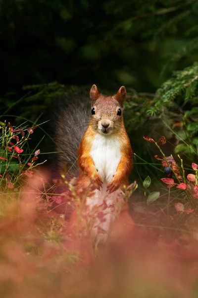 Adorable Red Squirrel Sciurus Vulgaris Standing Middle Autumn Foliage Fall — Stock Photo, Image