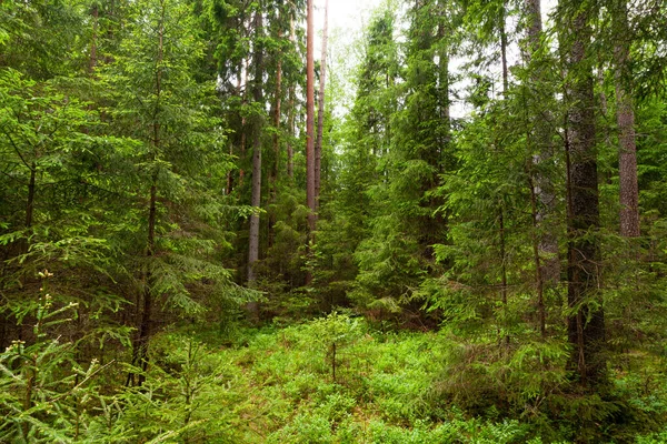 Foresta Conifere Boreali Baltiche Estive Lussureggianti Verdi Nella Natura Estone — Foto Stock