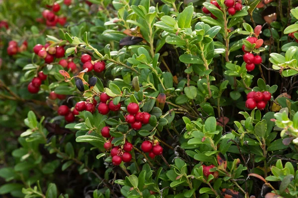 爱沙尼亚自然的老松树林中 北部森林 Ripe Lingonberries Vaccinium Vitis Idaea — 图库照片