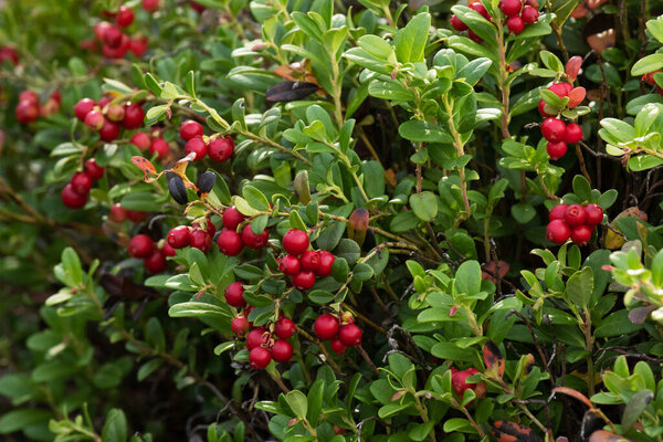 Ripe Lingonberries, Vaccinium vitis-idaea, in an old pine forest in Estonian nature, Northern forest