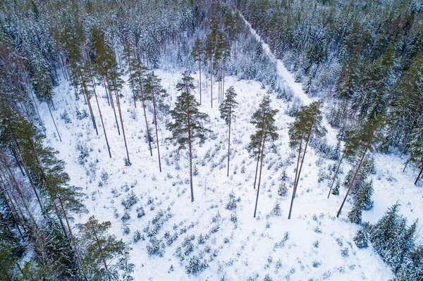 Uma Antena Árvores Semente Deixadas Depois Cortar Uma Floresta Floresta — Fotografia de Stock