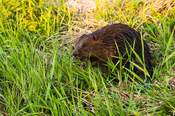 Eurasian Beaver Castor Fiber Middle Lush Green Fresh Plants River — Stock Photo, Image