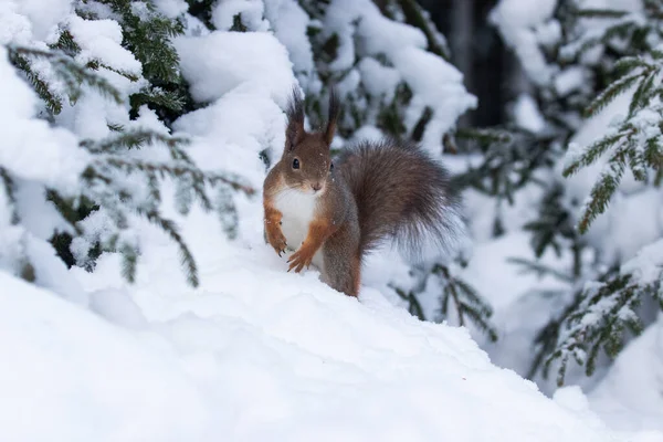 Una Pequeña Curiosa Ardilla Roja Sciurus Vulgaris Busca Algo Comida — Foto de Stock