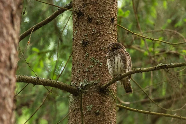 爱沙尼亚北方森林里 一只幼小的欧亚侏儒猫头鹰Glaucidium Passerinum在Spruce树枝上观察周围环境 — 图库照片